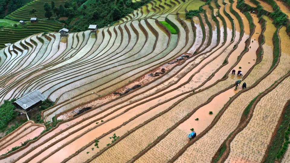 En visitant Mu Cang Chai pendant la saison des pluies, les visiteurs profitent de l'air frais et admirent les champs en terrasses scintillant au soleil. Photo : VNA
