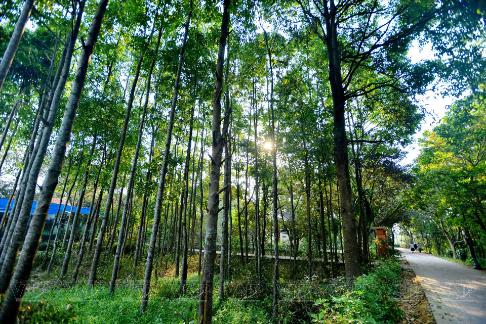 Jardins et sentiers bordés d'arbres dans l'ancien village de Phuoc Tich.