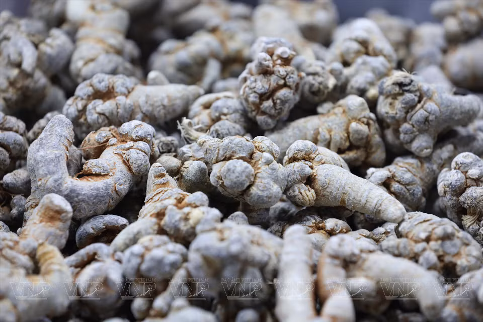 Panax notoginseng est un produit de santé fonctionnel important.