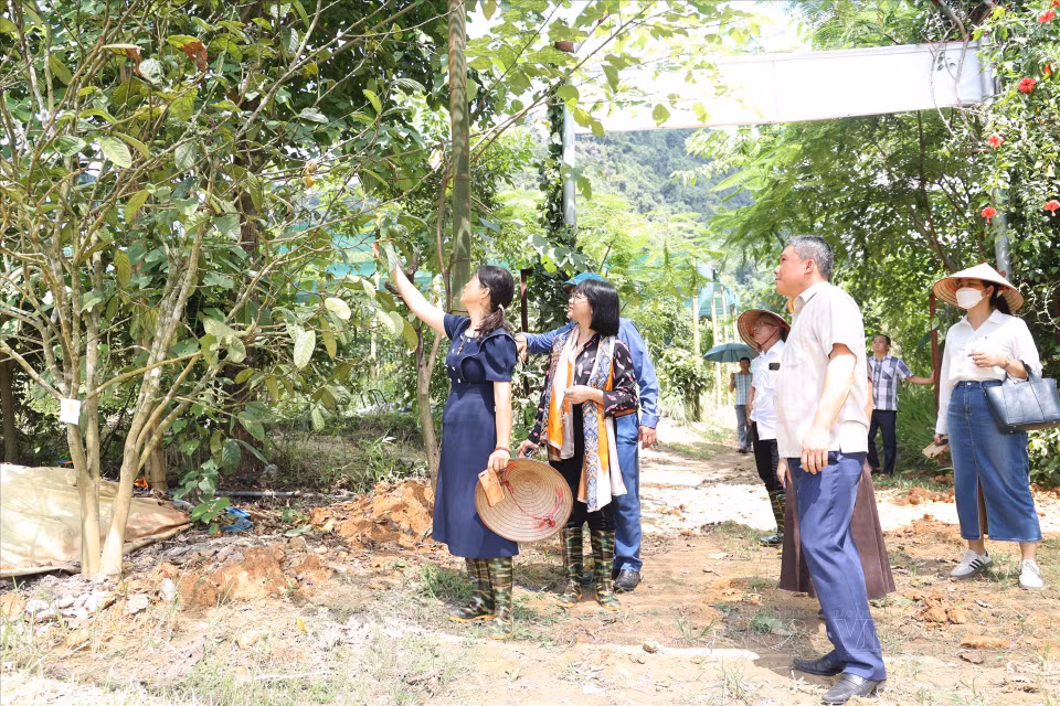Des représentants de plusieurs provinces et villes ont visité le modèle de culture durable de plantes médicinales de l'Union vietnamienne des coopératives agricoles biologiques et médicinales.
