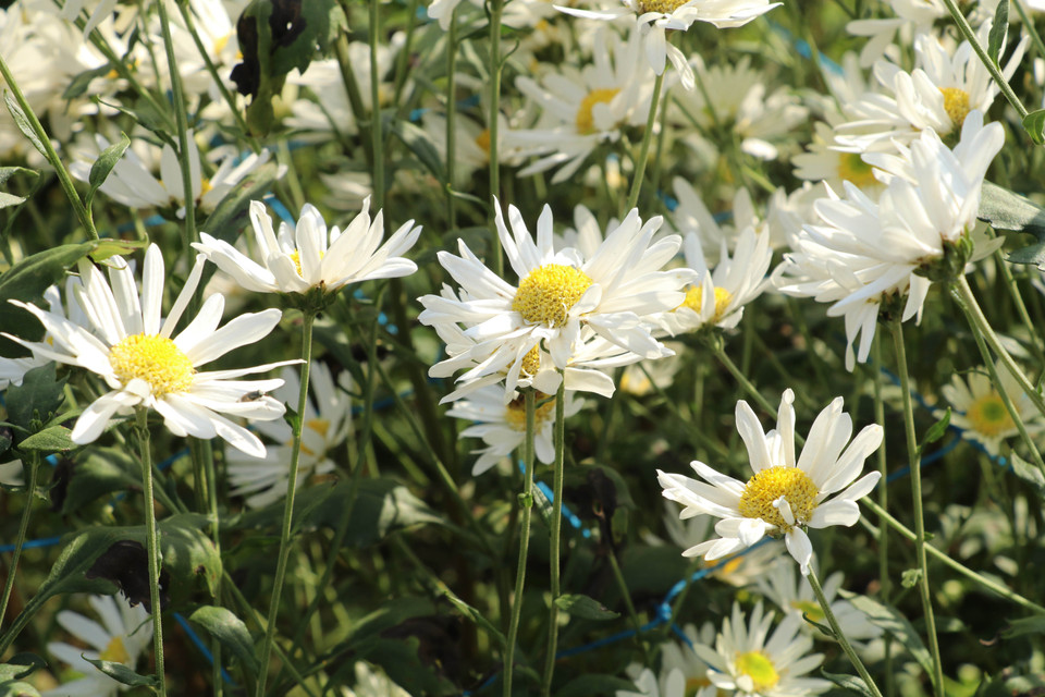 Les marguerites Daisy, ces délicates fleurs blanches surnommées "chrysanthème-rossignol", ne dévoilent leur beauté que pendant quelques précieuses semaines, de fin novembre à début décembre. C'est une véritable course contre la montre pour admirer leur floraison éphémère. Photo: VNA