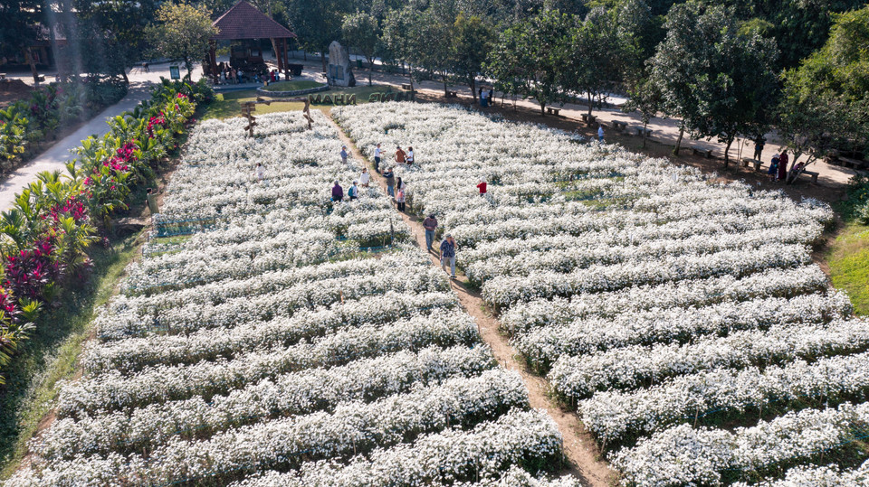 Les marguerites Daisy transforment le paysage en une toile impressionniste, où les teintes de blanc se mêlent au vert tendre des feuilles. Photo: VNA