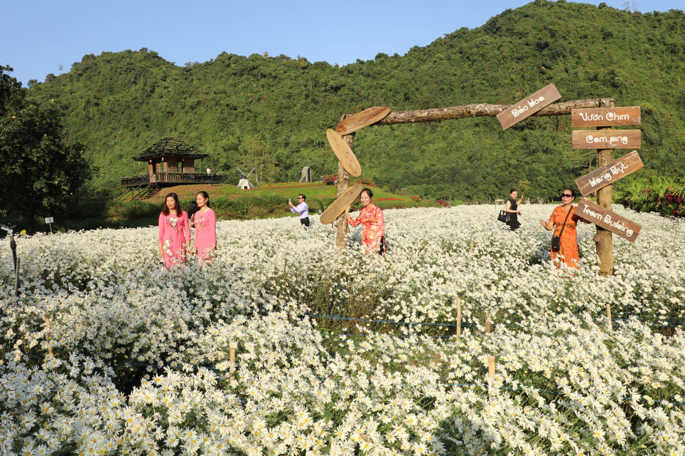 Pour une expérience sensorielle unique, flânez parmi les marguerites Daisy de Ninh Binh : un véritable tableau vivant qui éveillera vos sens. Photo: VNA