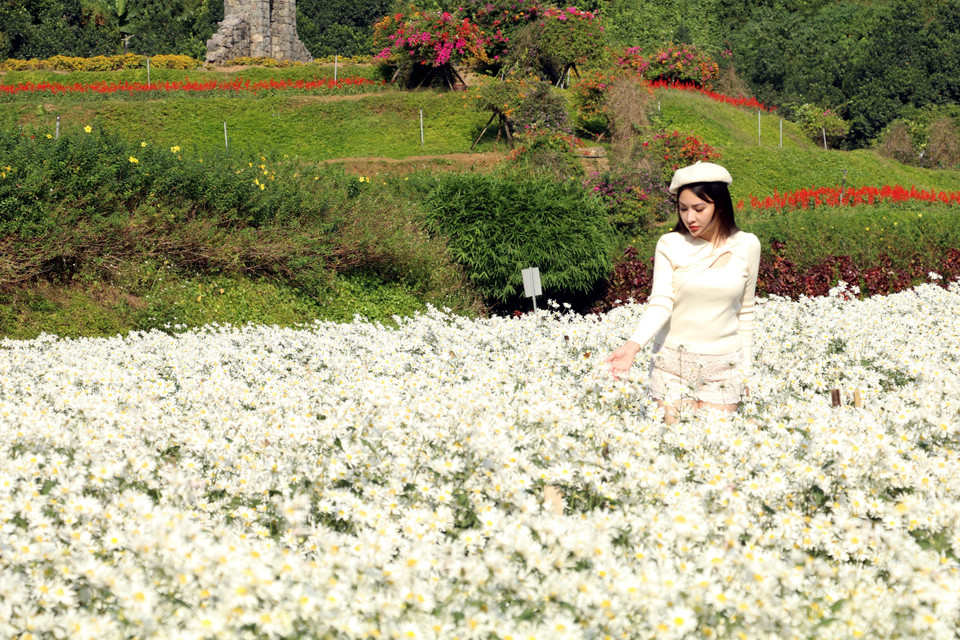 Les champs de marguerites Daisy offrent un spectacle enchanteur qui éveille en chacun une émotion pure et intense. Photo: VNA