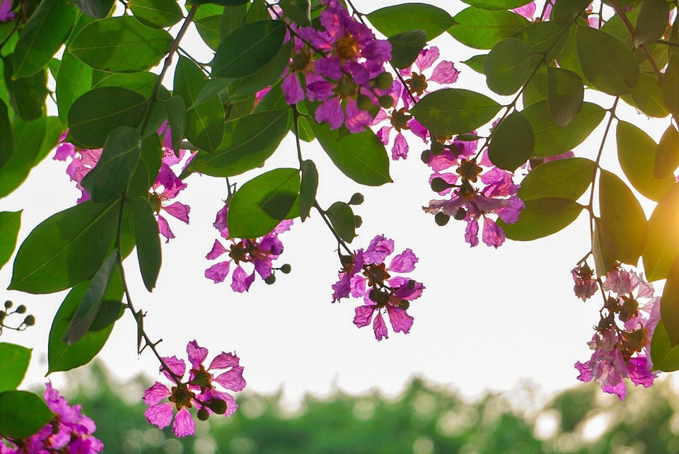 Outre la couleur dominante violette, les fleurs de lilas des Indes ont également de couleurs en blanc délicat et rose. Photo: VNA