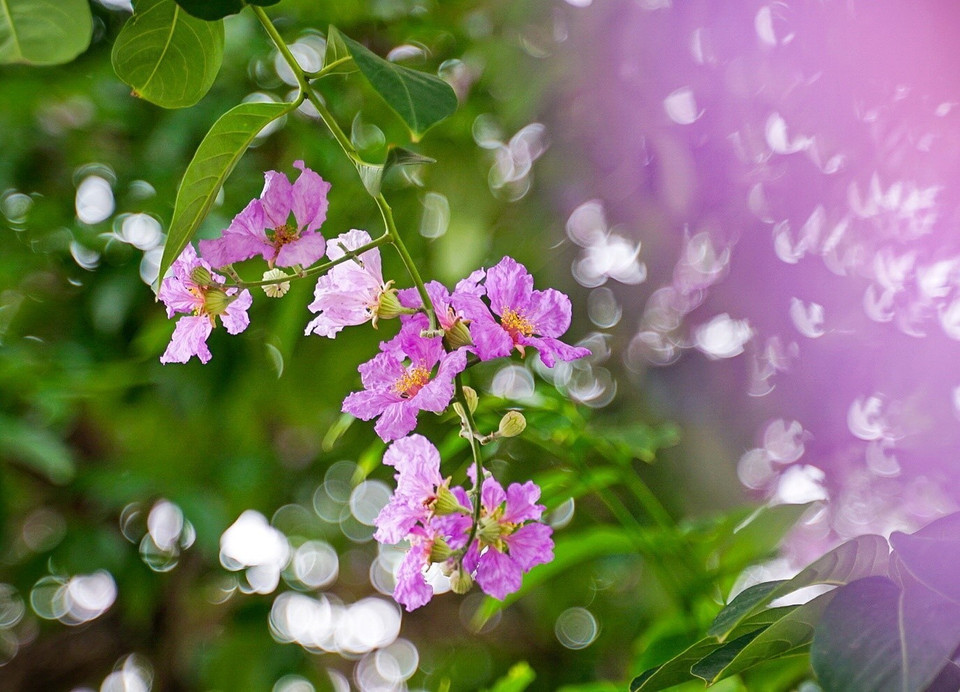 Les pétales des fleurs de lilas des Indes sont fins et légers, ont de couleur violette, rose ou blanc pâle. Photo: VNA