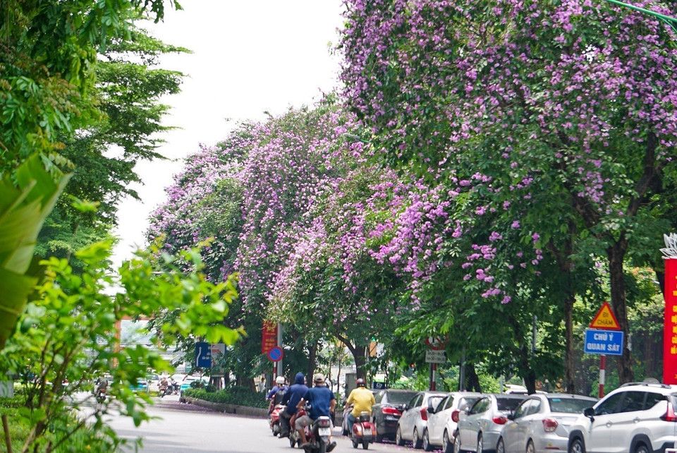 Des fleurs en pleine floraison le long de la rue Kim Ma. Photo: VNA