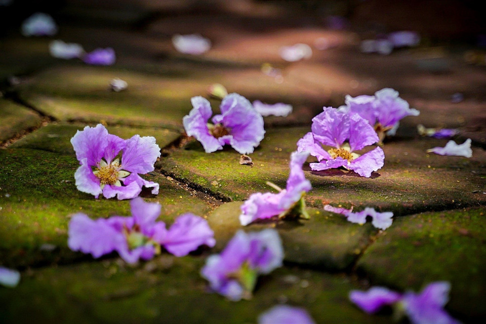 Après seulement quelques pluies d'été, les pétales des fleurs ont commencé à se faner et à tomber progressivement. Photo: VNA