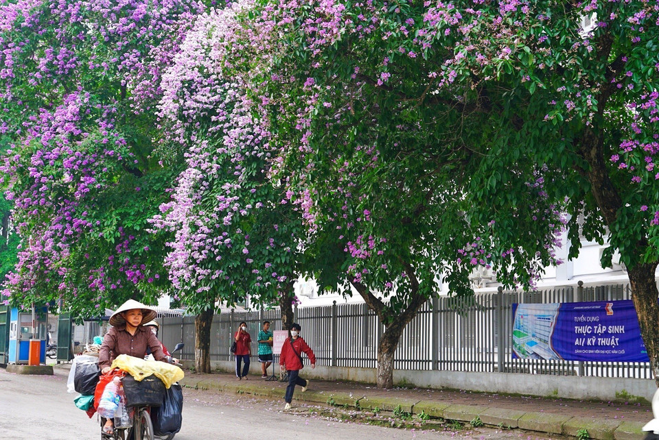Les fleurs de lilas des Indes éclatent en floraison, annonçant l'arrivée de l'été. Photo: VNA