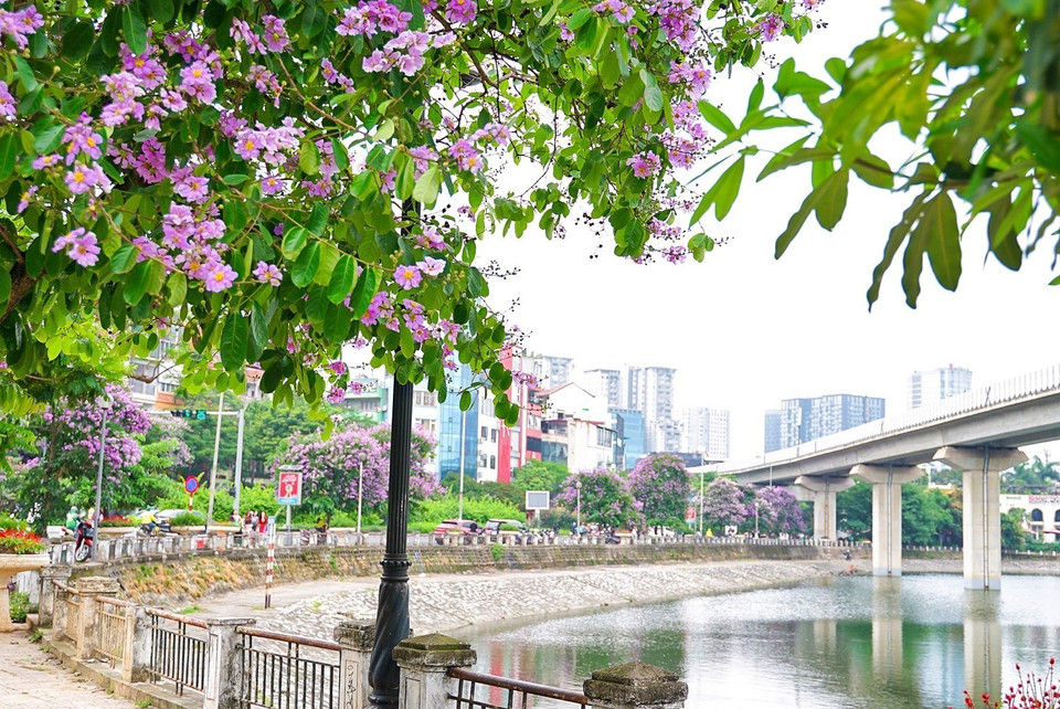 Le violet de lilas des Indes couvert au tour du lac Hoang Cau. Photo: VNA