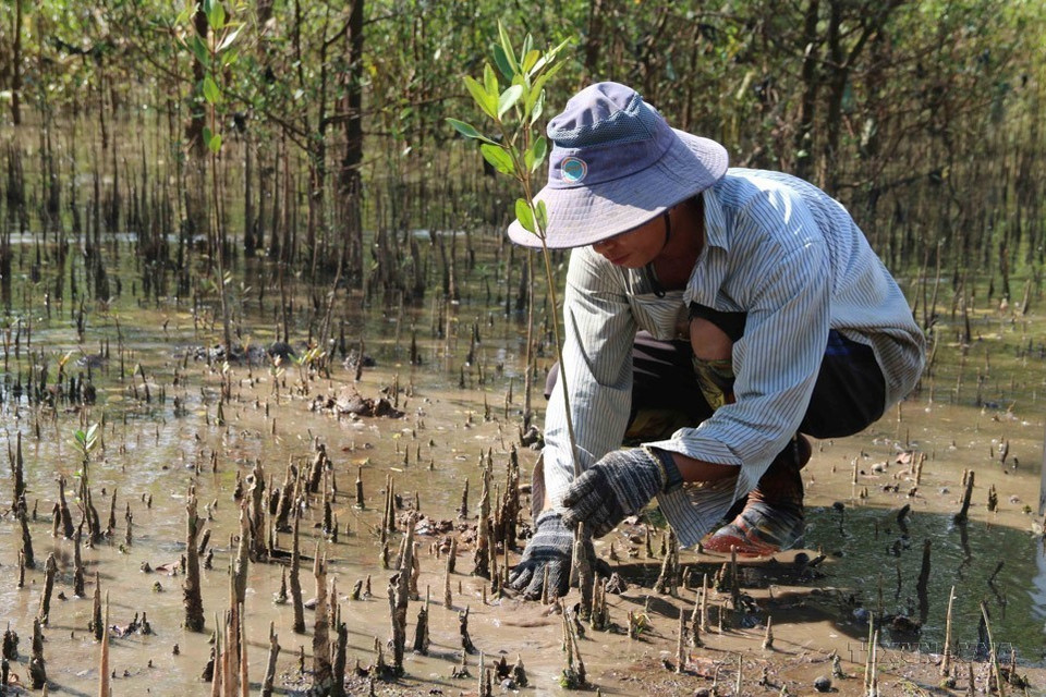 La plantation de forêts est une mesure efficace et durable pour s'adapter au changement climatique à Tra Vinh. Photo : VNA