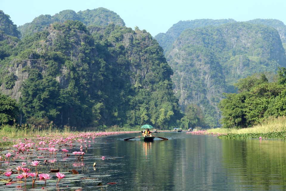 Dans la zone touristique de Tam Coc, située dans le district de Hoa Lu, les nénuphars offrent aux visiteurs une expérience visuelle exceptionnelle. Photo : VNA