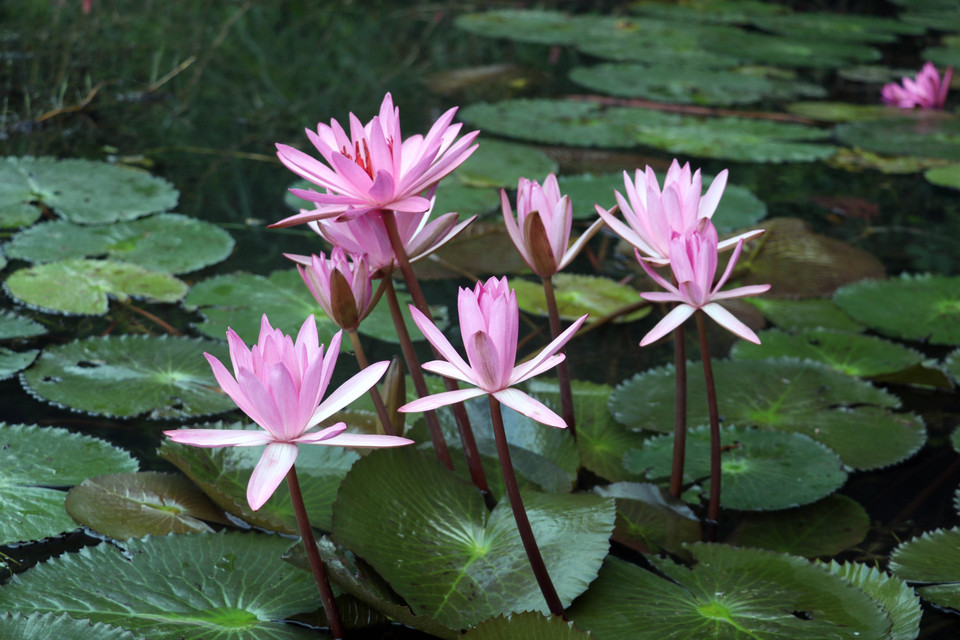 La période optimale pour admirer ces magnifiques nénuphars dans la zone touristique de Tam Coc va d'octobre à décembre. Photo : VNA