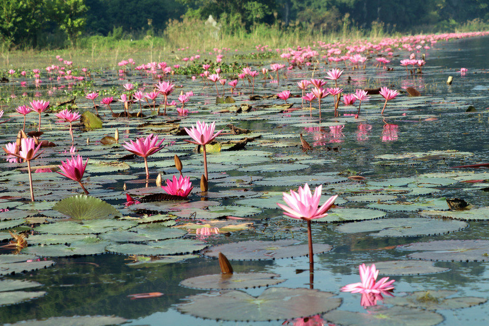 Les fleurs de nénuphars violets font la rivière Ngo Dong un tableau naturel unique. Photo : VNA
