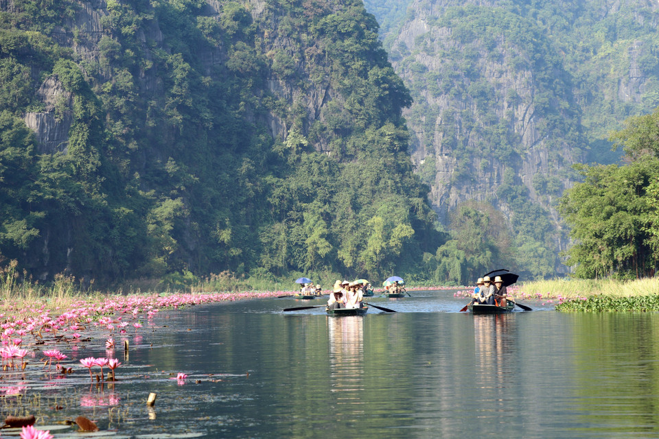 Le long de la rivière Ngo Dong, dans la zone touristique de Tam Coc, les nénuphars s'étendent gracieusement sur les deux rives, créant un panorama attrayant pour les visiteurs. Photo : VNA