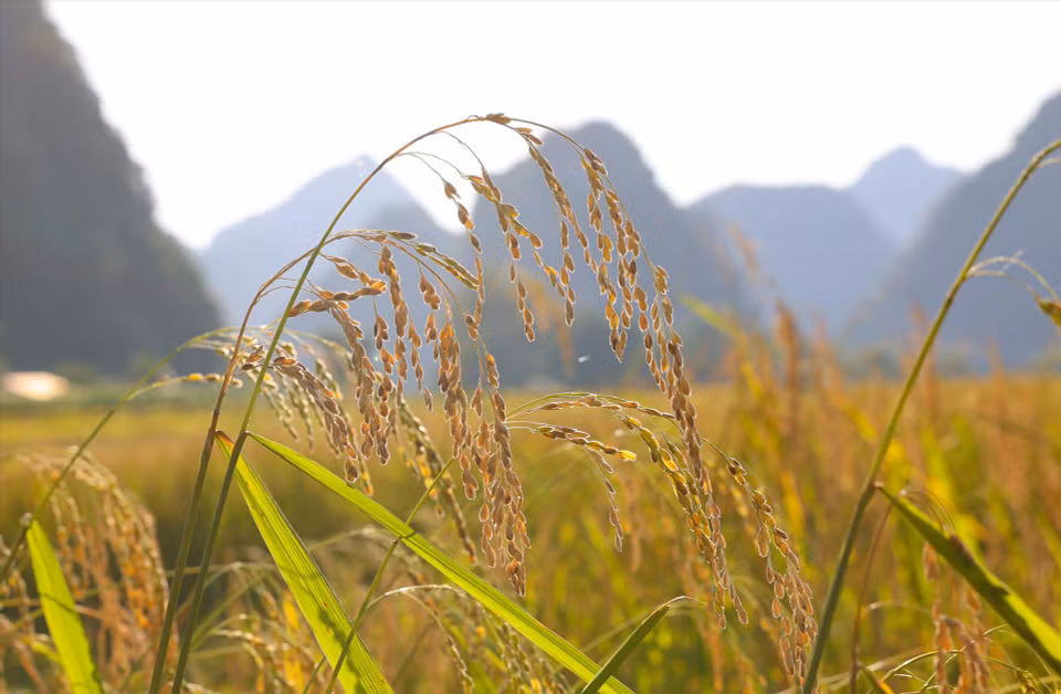 Le riz gluant Ong, une spécialité de la commune de Ngoc Con. Photo : Vietnam Illustré
