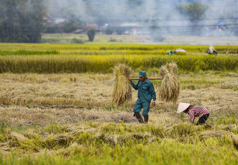 Récolte du riz. Photo: VNA