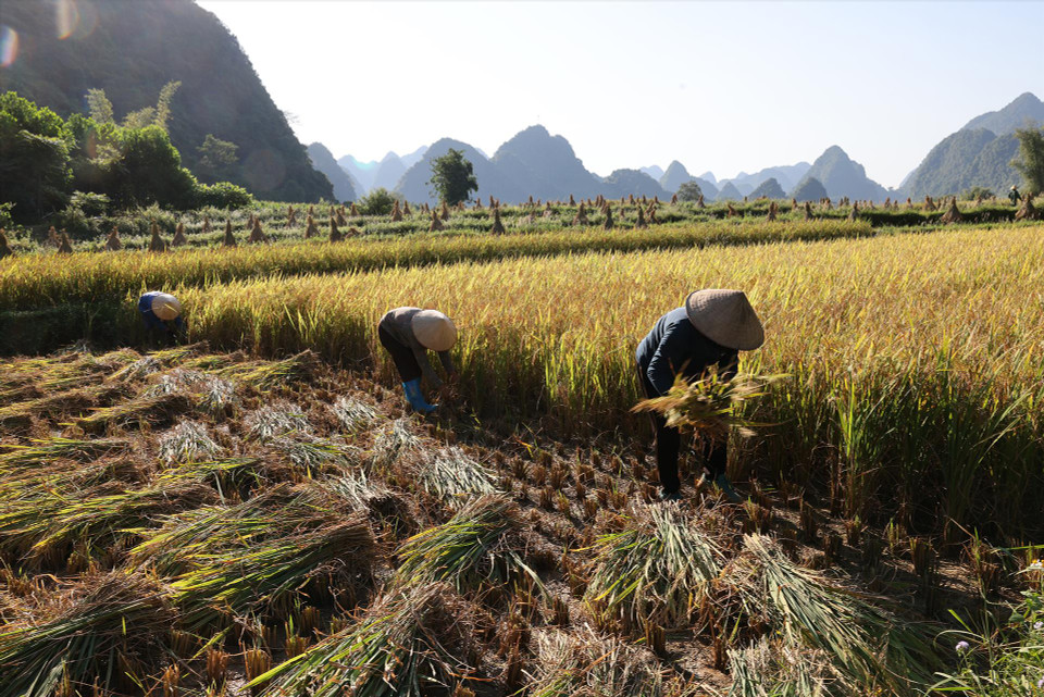 Les Tay récoltent le riz dans la commune de Phong Nam. Photo : Vietnam Illustré