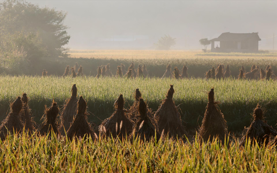 Les champs récoltés sont entrecoupés de rizières encore non moissonnées. Photo : Vietnam Illustré