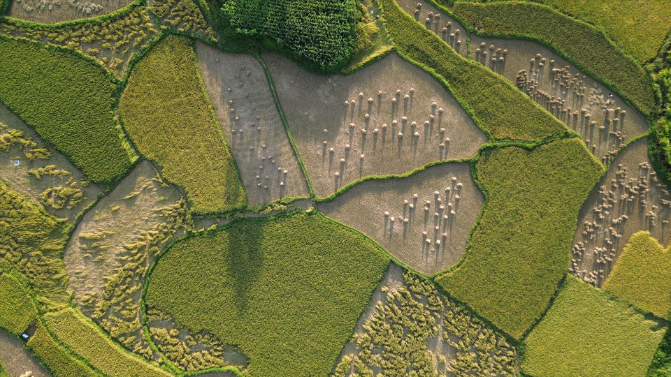 La récolte du riz dans la commune de Phong Nam, district de Trung Khanh, province septentrionale de Cao Bang. Photo : Vietnam Illustré