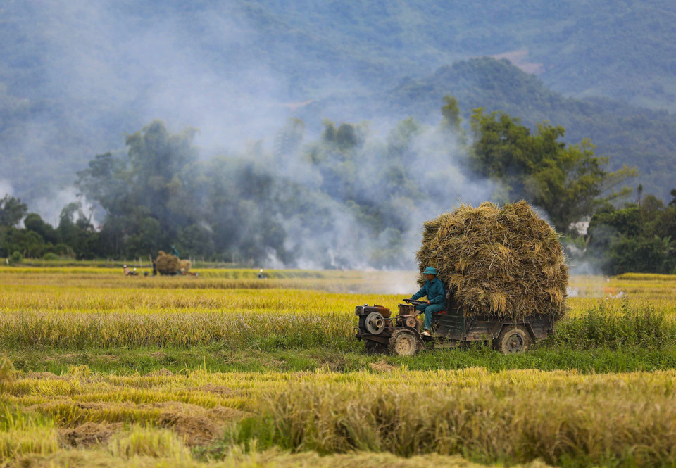 Un tracteur agricole transporte du riz sur le champ de Muong Thanh. Photo: VNA