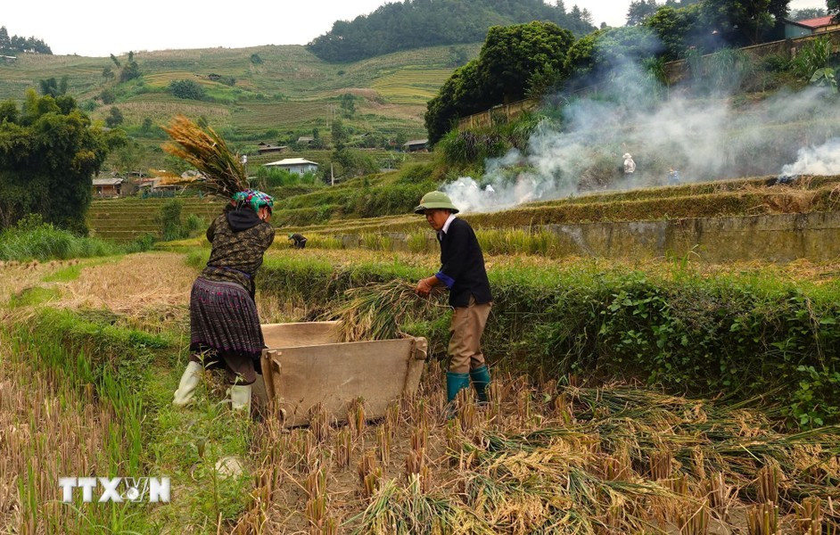 Mu Cang Chai connaît deux saisons de récolte par an: la récolte de printemps en avril-mai et la récolte principale en septembre-octobre. Photo : VNA