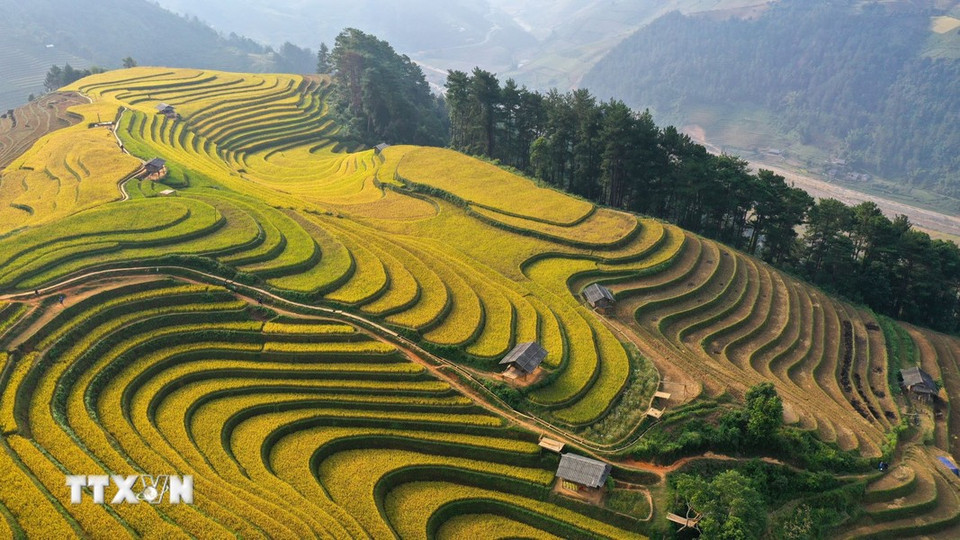 Les rizières en terrasses de Mu Cang Chai figurent également parmi les 10 plus beaux champs en terrasses du monde. Photo : VNA