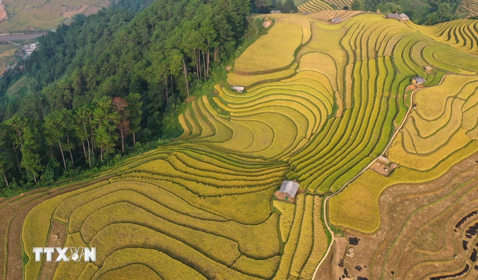 En 2019,les rizières en terrasse à Mù Cang Chai figurent dans la liste du Patrimoine national spécial, approuvé par le gouvernement le 31 décembre dernier. La zone pittoresque s'étend sur plus de 800 hectares de champs en terrasses, répartis dans les communes de La Pan Tan, Che Chu Nha, De Xu Phinh, Kim Noi, Mo De et Lao Chai. Photo : VNA