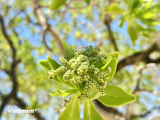 Des boutons floraux de l'arbre "Phong ba"