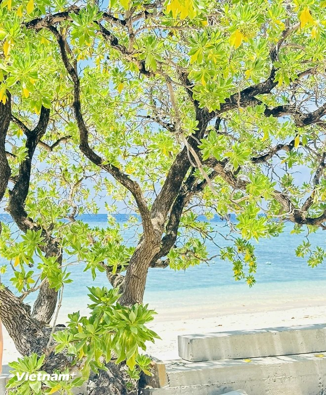 L'arbre "Phong ba" a une forme douce et gracieuse, avec des courbes très spectaculaires. Photo: Vietnam+