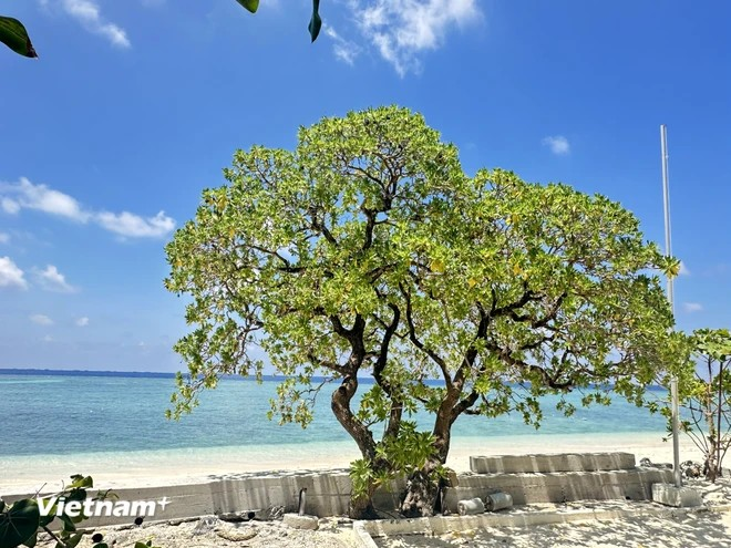 L'arbre "Phong ba"majestueux et luxuriant de l'île de Sinh Ton Dong. Photo: Vietnam+