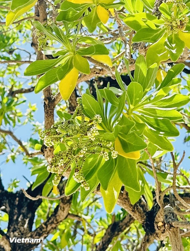 L'écorce de l'arbre est rugueuse, comme une preuve de la dureté de l'île ensoleillée de Truong Sa et de la brise marine salée qu'elle doit supporter. Photo: Vietnam+