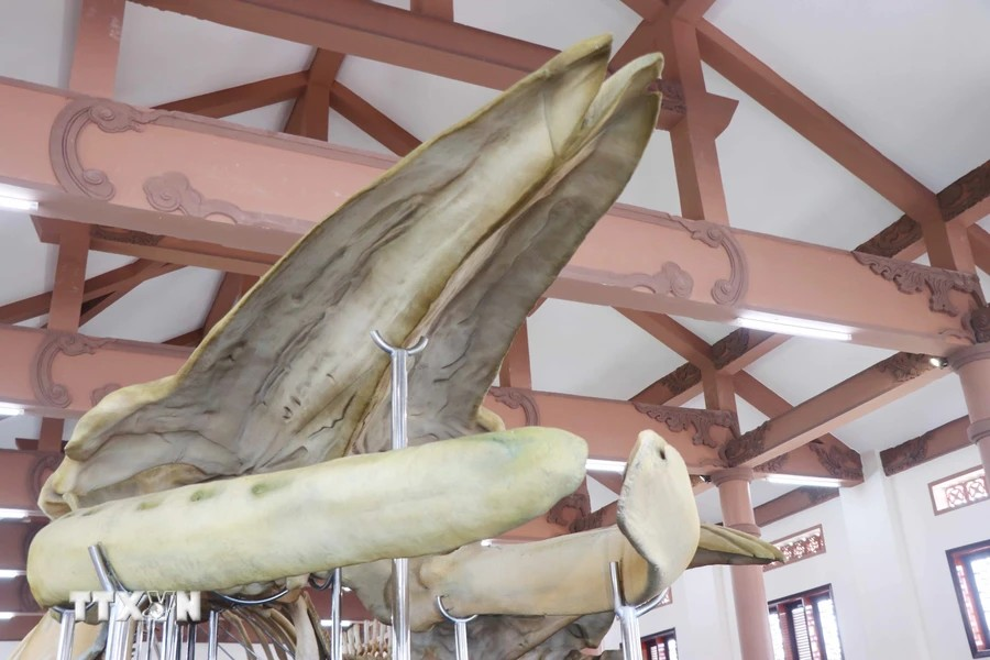 Le grand crâne de la baleine. Photo: VNA