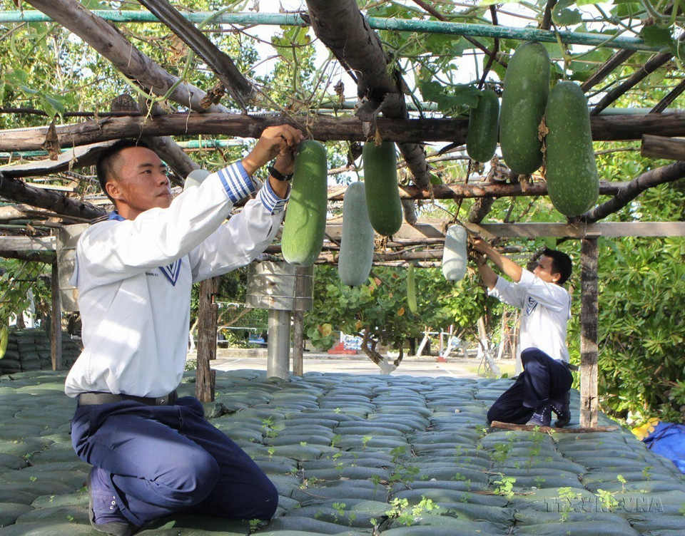 En plus des entraînements, les soldats de l'île de Nam Yet cultivent des légumes pour améliorer leur quotidien. Photo : VNA