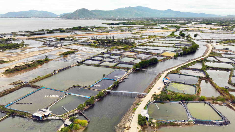 Dans l’aquaculture, Binh Dinh se fixe l'objectif d'atteindre une superficie de 4.300 hectares et une production annuelle de 24.000 tonnes d'ici 2030. Photo : VNA