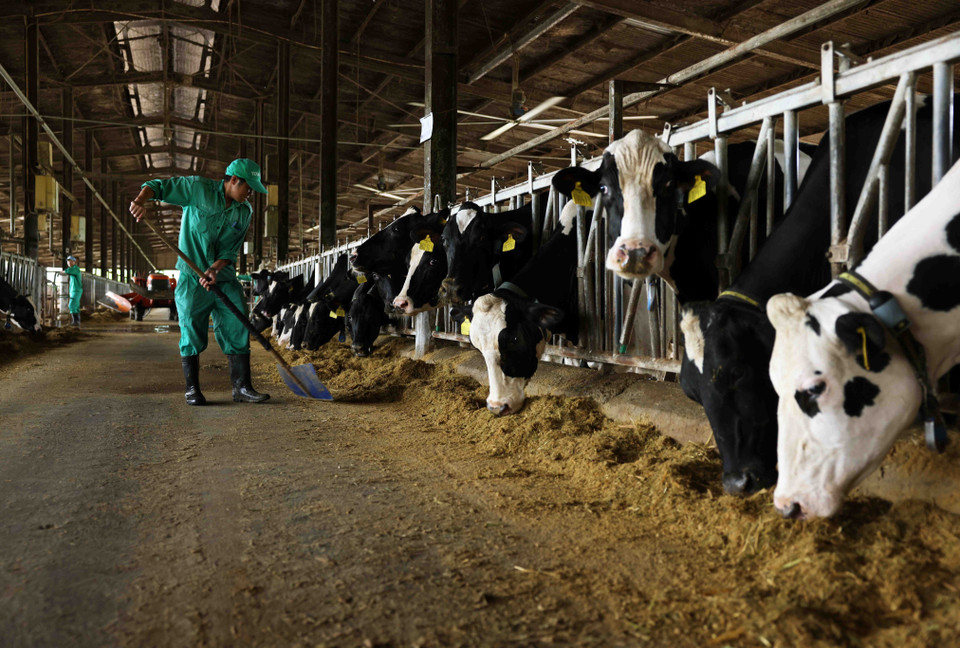 La ferme laitière de Binh Dinh, située dans la commune de Nhon Tan, cité municipale d'An Nhon, compte 1.000 vaches laitières, fournissant chaque mois près de 900 tonnes de lait frais à l’eurl Bo Sua Viet Nam. Photo : VNA