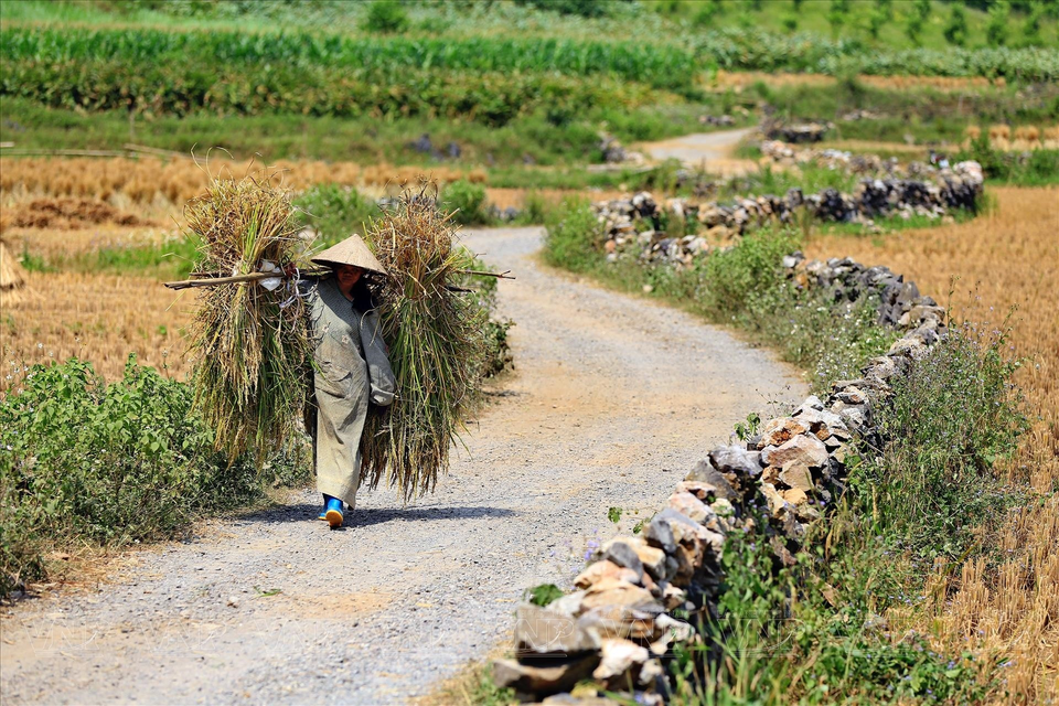 La route menant à la montagne Mat Thân est bordée par des rizières. Photo: Vietnam illustré