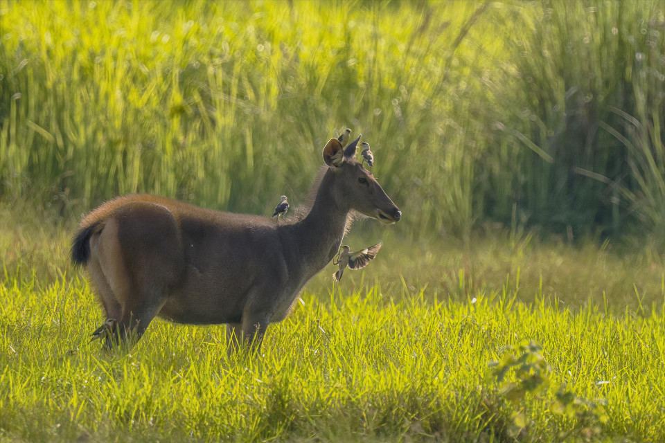 Le parc national de Cat Tien abrite 1.729 espèces animales appartenant à 238 familles et plus de 1.600 espèces végétales appartenant à 710 familles. Photo : VNA