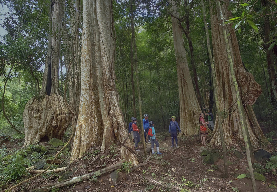 Le parc national de Cat Tien a été inscrit dans la Liste verte des aires protégées de l'Union internationale pour la conservation de la nature (UICN) en juin 2024. Il s’agit d’un grand pas en avant dans la conservation de la nature et de la biodiversité au Vietnam. Photo : VNA