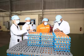 A la ferme de production d'œufs de poule de la sarl QL VietNam Agroresources. Photo: VNA