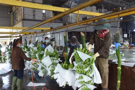 Transformation préliminaire de bananes destinées aux exportations. Photo: VNA