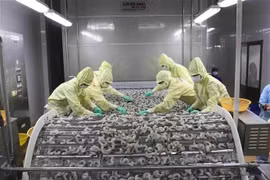 Transformation de crevettes pour l'exportation. Photo: VNA
