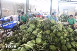Transformation préliminaire de noix de coco fraîches destinées à l'exportation chez la SARL des fruits Mekong, commune de Huu Dinh, district de Chau Thanh, province de Ben Tre. Photo: VNA