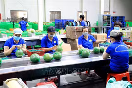 Les exportations de fruits et légumes devraient attiendre une croissance de 15 à 20 % en 2024