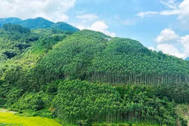 Le Vietnam pourrait générer 5.000 mds de dongs par an en vendant des crédits carbone forestier