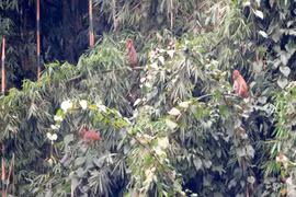 À Hà Giang, un macaque rhésus relâché dans la nature