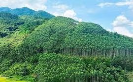 Le Vietnam gagne 51,5 millions de dollars grâce à la première vente de crédits de carbone forestier