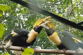 Le parc national de Phong Nha-Ke Bang reçoit 11 animaux sauvages