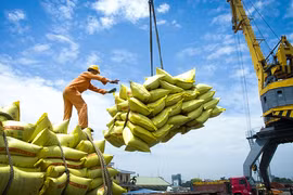 Les exportations de riz vers le Sénégal restent faibles par rapport à la demande
