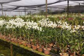 L'exportation d'orchidées, un produit prometteur de la Malaisie
